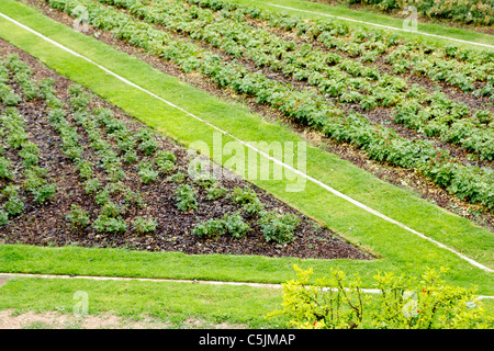 Winkel Form Rasen Weg im Garten von erhöhten Blick Stockfoto