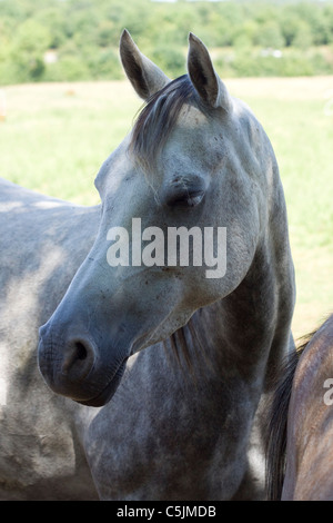 Arabisches Pferd in einem Paddock Equus Ferus caballus Stockfoto