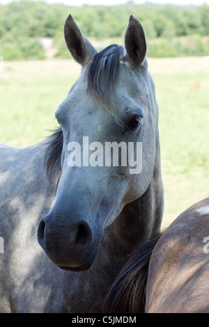 Arabisches Pferd in einem Paddock Equus Ferus caballus Stockfoto