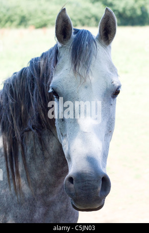 Arabisches Pferd in einem Paddock Equus Ferus caballus Stockfoto