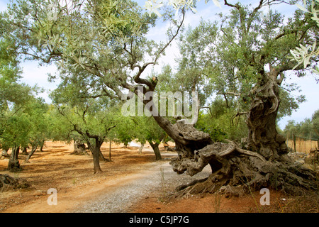 hundertjährigen Olivenbäumen aus Mittelmeer Mallorca Insel in Spanien Stockfoto