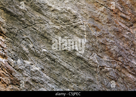 Aserbaidschan - Qobustan - alte Stein geschnitzt Petroglyph zeigt eine Kuh Stockfoto