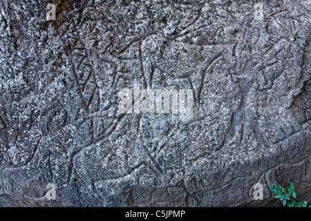 Aserbaidschan - Qobustan - alte Stein geschnitzt Felszeichnungen zeigen Pferde Stockfoto