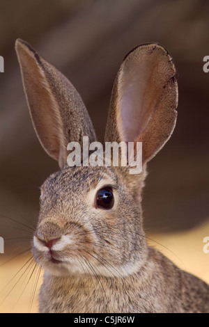 Wüste Cottontail (Sylvilagus Audubonii) in der Nähe von Salton Sea, Imperial Valley, Kalifornien. Stockfoto