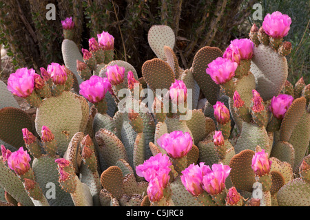 Beavertail Kaktus, Anza-Borrego Desert State Park, Kalifornien. Stockfoto