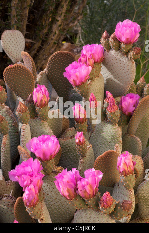 Beavertail Kaktus, Anza-Borrego Desert State Park, Kalifornien. Stockfoto