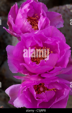 Beavertail Kaktus, Anza-Borrego Desert State Park, Kalifornien. Stockfoto