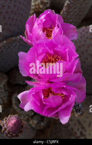 Beavertail Kaktus, Anza-Borrego Desert State Park, Kalifornien. Stockfoto