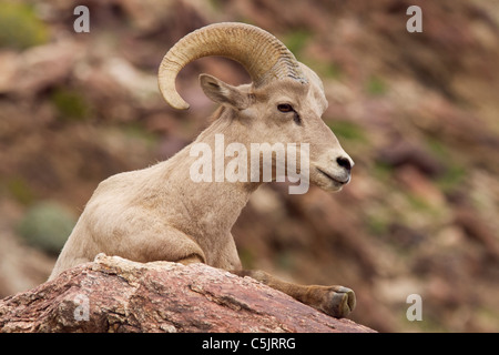 Halbinsel Wüste Bighorn Schafe, Anza-Borrego Desert State Park, Kalifornien. Stockfoto