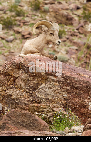 Halbinsel Wüste Bighorn Schafe, Anza-Borrego Desert State Park, Kalifornien. Stockfoto