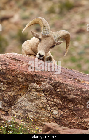 Halbinsel Wüste Bighorn Schafe, Anza-Borrego Desert State Park, Kalifornien. Stockfoto