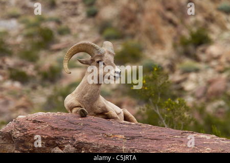 Halbinsel Wüste Bighorn Schafe, Anza-Borrego Desert State Park, Kalifornien. Stockfoto