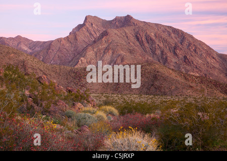 Wildblumen und Indian Head Berg, Anza-Borrego Desert State Park, Kalifornien. Stockfoto