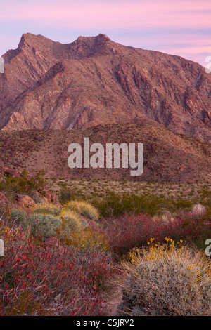 Wildblumen und Indian Head Berg, Anza-Borrego Desert State Park, Kalifornien. Stockfoto