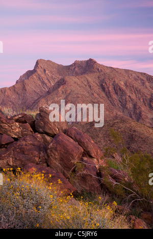 Wildblumen und Indian Head Berg, Anza-Borrego Desert State Park, Kalifornien. Stockfoto