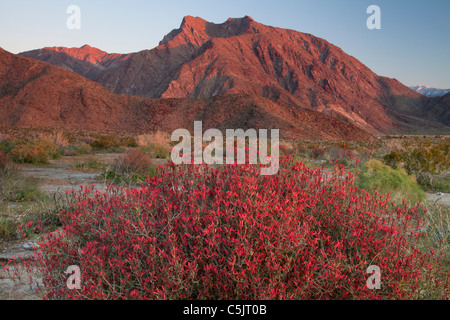 Chuparosa Wildblumen und Indian Head Berg, Anza-Borrego Desert State Park, Kalifornien. Stockfoto