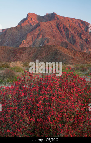 Chuparosa Wildblumen und Indian Head Berg, Anza-Borrego Desert State Park, Kalifornien. Stockfoto