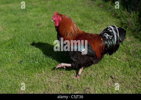 Blinden Hahn oder Hahn Gras gehen. Stockfoto