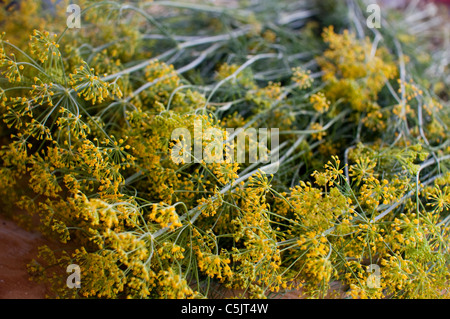 Geernteten Dillweed bei der Herstellung von Krebsen in Schweden verwendet. Stockfoto