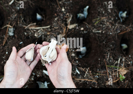 Ein Gärtner Pflanzen Knoblauch im Herbst. Stockfoto