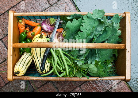 Karotten, Jalapenopfeffer, Delicata Kürbis, Bohnen, frischen Kräutern, Grünkohl und Steckrüben in einem Garten Hod. Stockfoto