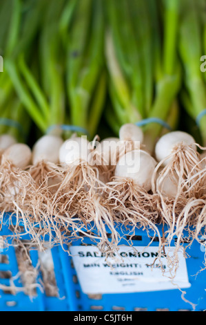 Frühlingszwiebeln (Salat Zwiebeln) zum Verkauf an Ridley Road Market in Dalston, London, England. Stockfoto