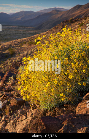 Brittlebush Wildblumen, Anza-Borrego Desert State Park, Kalifornien. Stockfoto