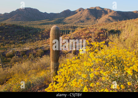 Kakteen und Wildblumen einschließlich Brittlebush, im Saguaro West, Saguaro National Park, Tucson, Arizona. Stockfoto