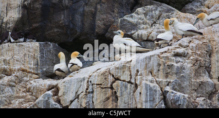 Basstölpel ruht in der Kolonie an Irlands Auge Insel, Irland. Stockfoto