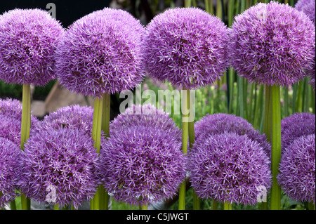 Allium "Pinball Wizard" Blumen Stockfoto