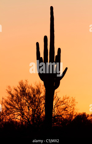 Sagaura Kaktus, Tonto National Forest östlich von Phoenix, Arizona. Stockfoto