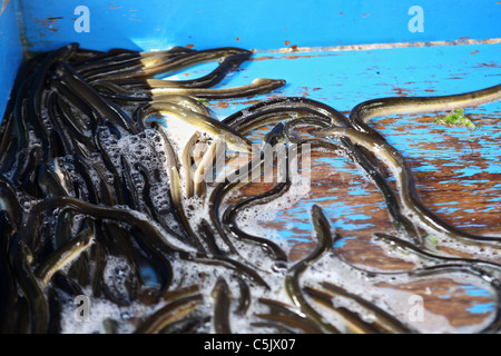 Leben Sie Aale zum Verkauf bei Auray Straßenmarkt in Bretagne, Frankreich Stockfoto