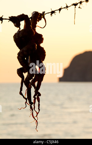 Eine Krake aufgehängt im Strandrestaurant in Skala Eresou auf Lesbos, Griechenland. Stockfoto