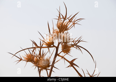 Getrockneten Distel Köpfe auf Lesbos, Griechenland. Stockfoto