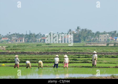 Asien, Vietnam, nr. Hoi an ein. Menschen, die in einem Reisfeld in der Nähe von Hoi an ein. Stockfoto