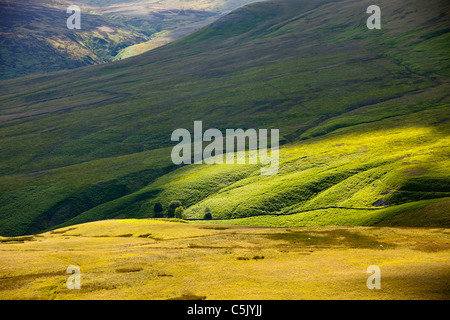 Bracken und Moor Vegetation in den Trog Bowland, Lancashire, UK. Stockfoto