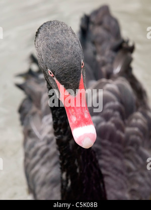 Schönes Bild von schwarzen Schwan mit leuchtend roten Feder Stockfoto