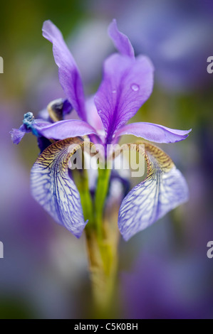 Iris Sibirica - sibirische Iris Blume Stockfoto