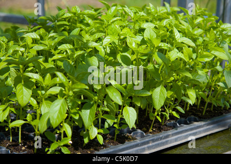 Bio Basilikum Sämlinge, Ocimum Basilicum, im Anzuchtkasten bereit für auspflanzen, Stockfoto