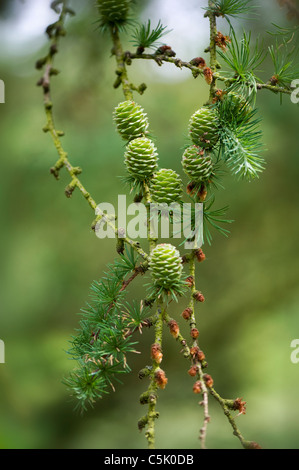 Kleine Zapfen der Larix Decidua - Europäische Lärche Baum Stockfoto