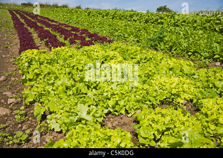 Bio-Bauernhof, Bio grüne Batavia Salat Lactuca Sativa, Lollo Rosso Salat zu hinterlassen, Spinat im Hintergrund, Unkraut im Stockfoto