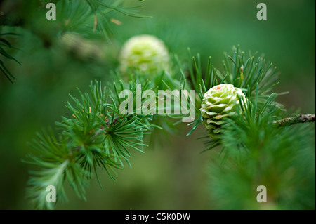 Kleine Zapfen der Larix Decidua - Europäische Lärche Baum Stockfoto