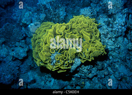 Gelber Salat Koralle, Turbinaria Mesenterina, Rotes Meer, Ägypten Stockfoto