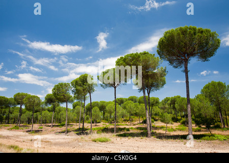 Pinien in der Coto Donana, Andalusien, Spanien, einer der meisten wichtig Feuchtgebiet Tierwelt Standorte in Europa. Stockfoto