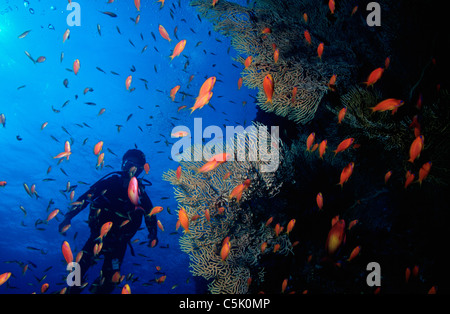 Schule der Scalefin Anthias (Anthias Squamipinnis) und Gorgonien Gorgonien (Subergorgia Mollis) mit Scuba Diver, Rotes Meer, Ägypten Stockfoto