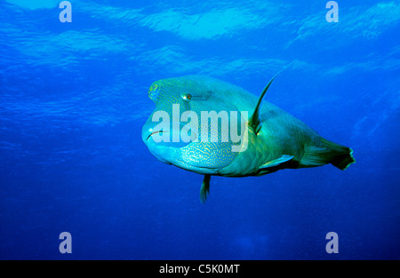 Beginn Lippfisch, Cheilinus Undulatus, Rotes Meer, Ägypten Stockfoto