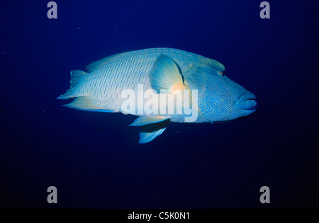 Beginn Lippfisch, Cheilinus Undulatus, Rotes Meer, Ägypten Stockfoto