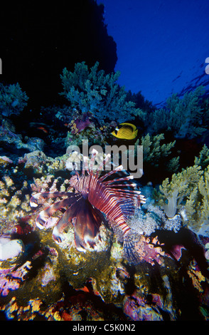 Rotfeuerfisch (Pterois Voliants) von Korallen und roten Meer Racoon Butterflyfish (Chaetodontidae Fasciatus) im Hintergrund, Rotes Meer, Ägypten Stockfoto