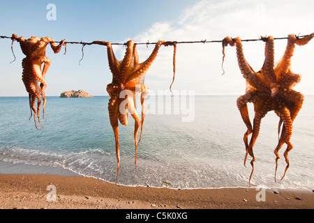 Krake aufgehängt in einem Restaurant in Skala Eresou, Lesbos, Griechenland. Stockfoto