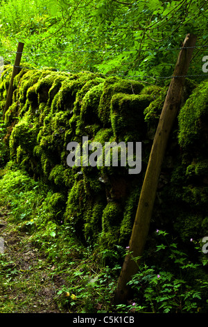 Moos bedeckt Trockenmauer Stockfoto